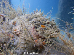 Master of disguise

Scorpionfish laying and waiting.
... by Ron Rico 